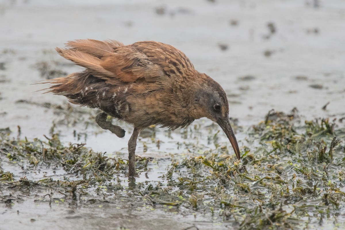 Virginia Rail - Nancy Christensen