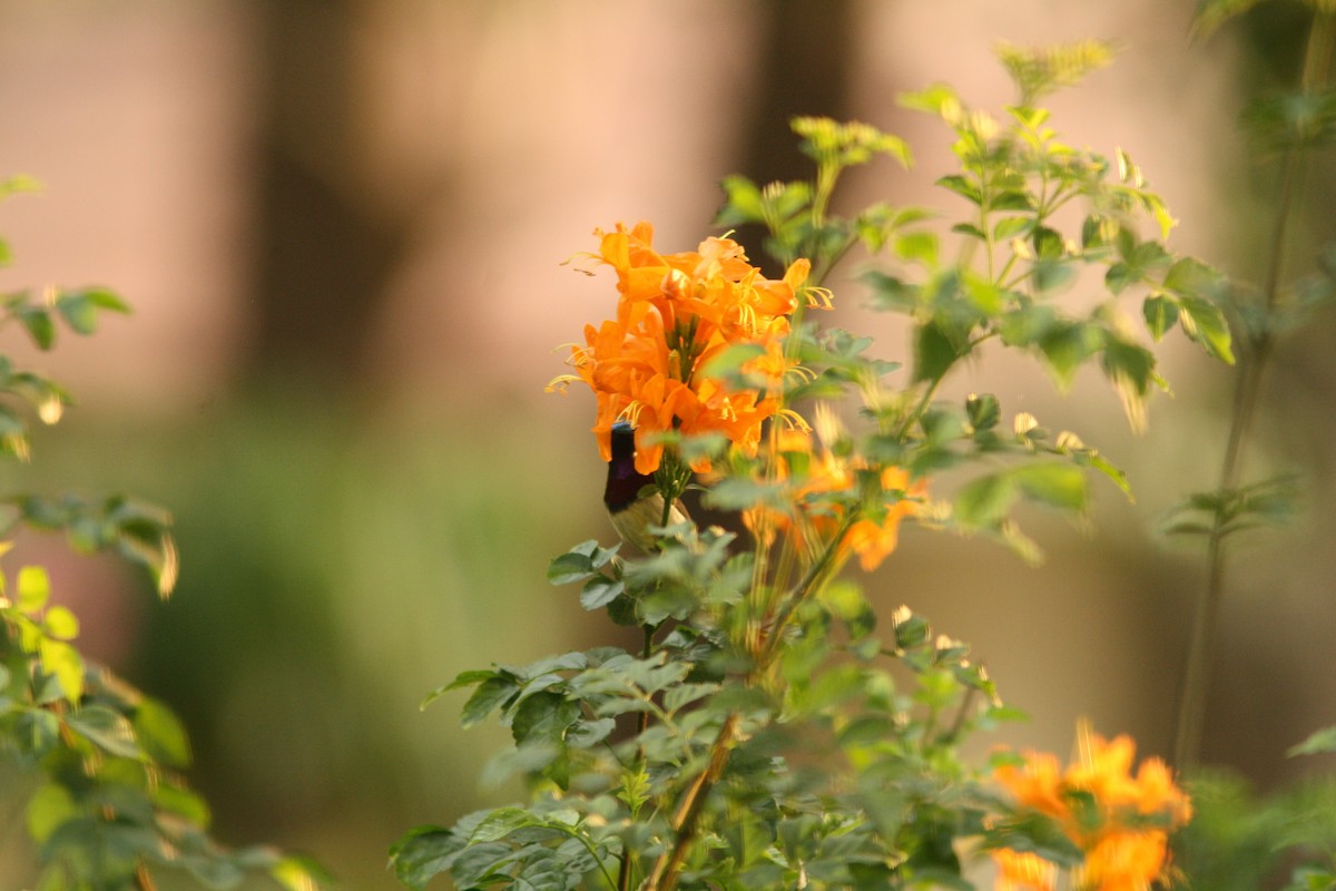 Crimson-backed Sunbird - PANKAJ GUPTA