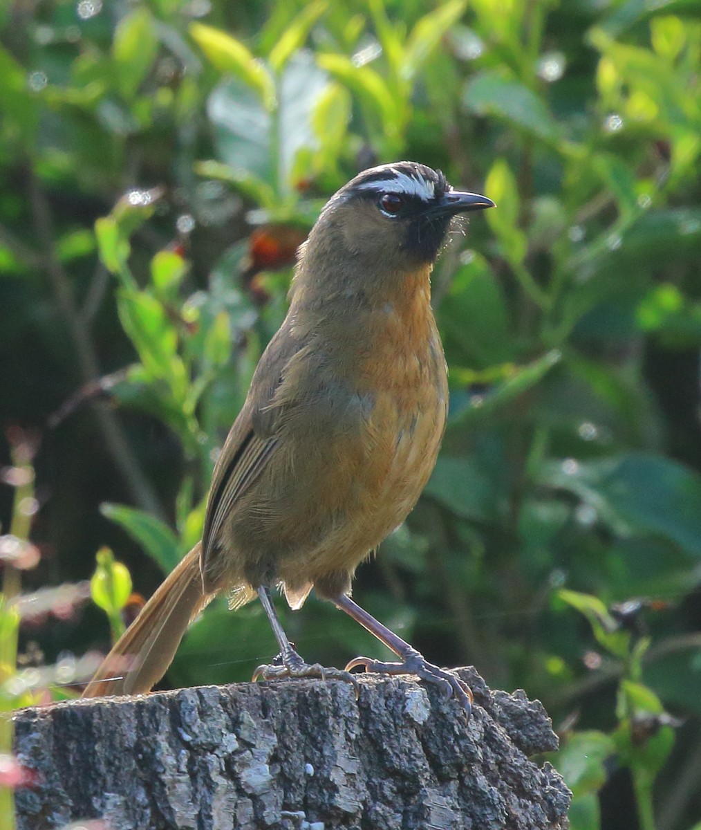 Nilgiri Laughingthrush - Rahul  Singh