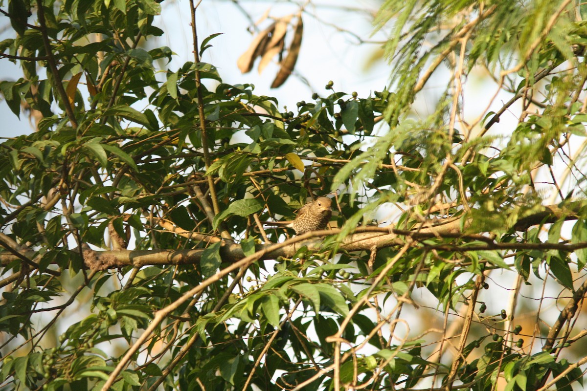 Blue-capped Rock-Thrush - PANKAJ GUPTA