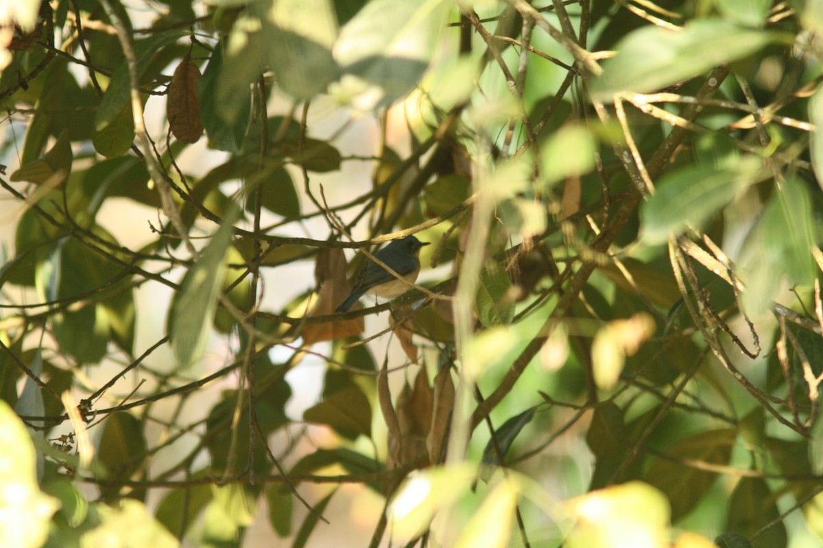 Tickell's Blue Flycatcher - PANKAJ GUPTA