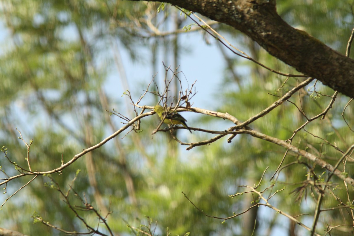 Common Iora - PANKAJ GUPTA