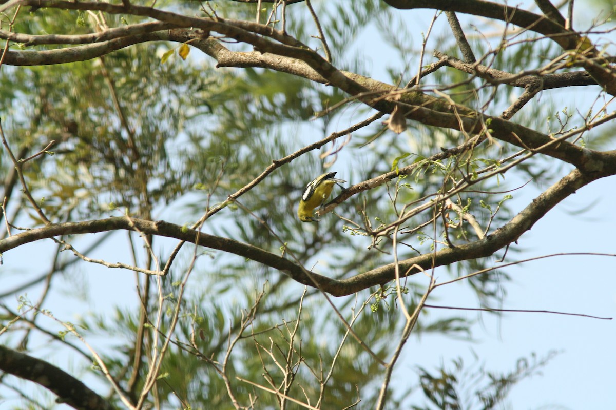 Common Iora - PANKAJ GUPTA