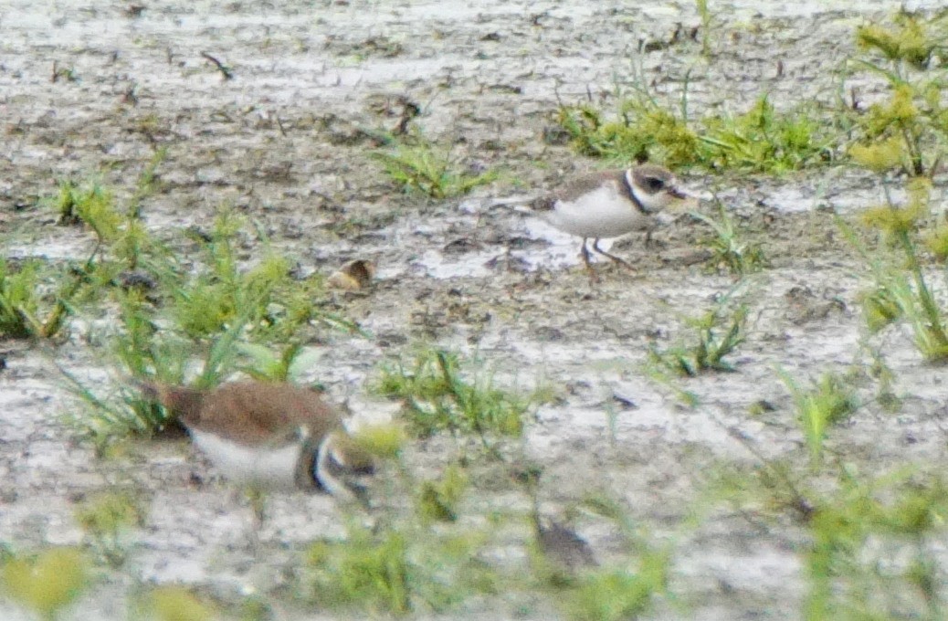 Semipalmated Plover - Dennis Mersky