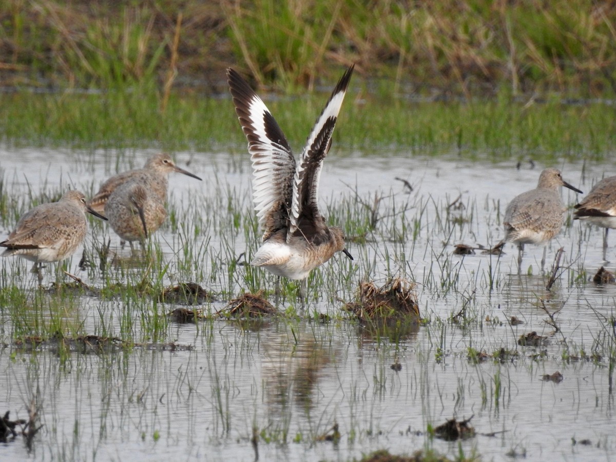 Willet - ML114499881