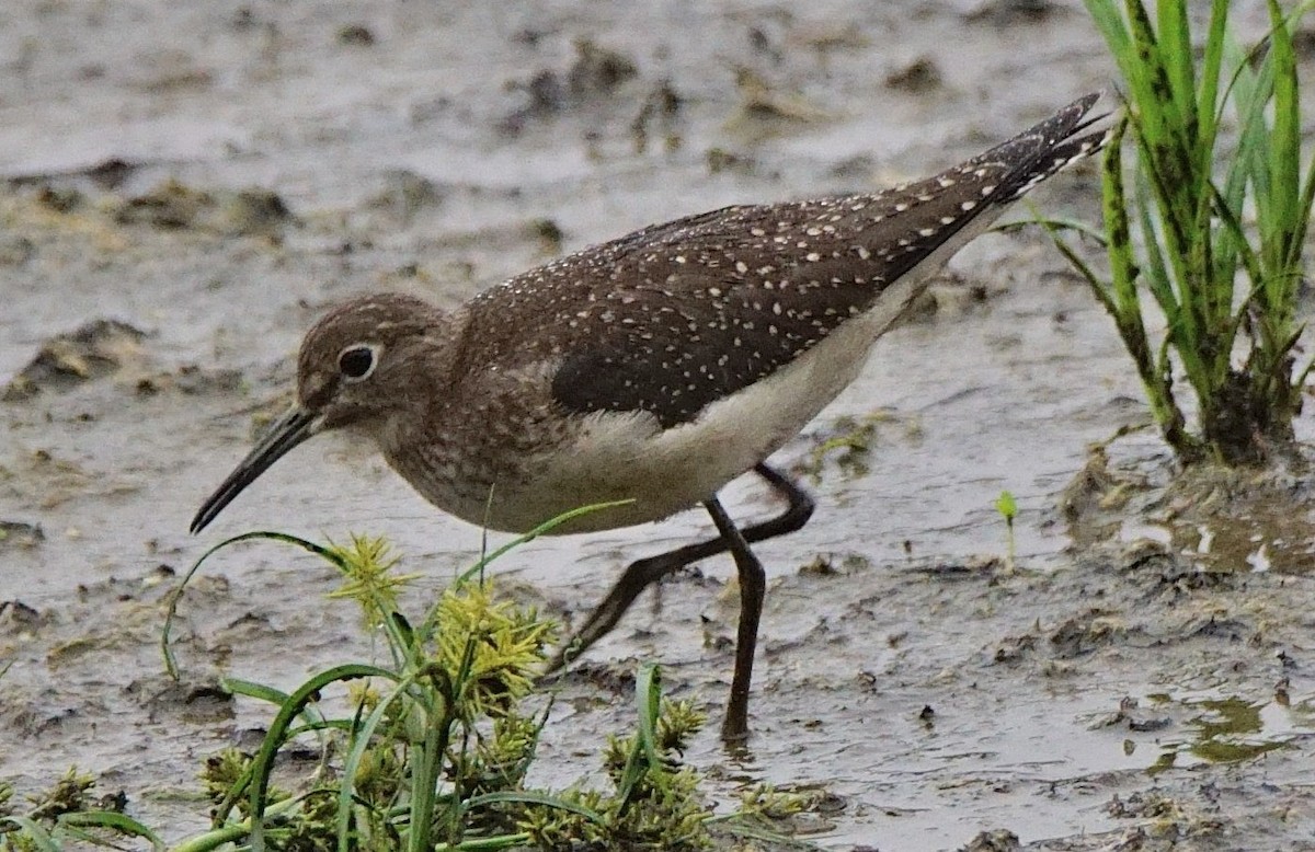 Solitary Sandpiper - ML114500021