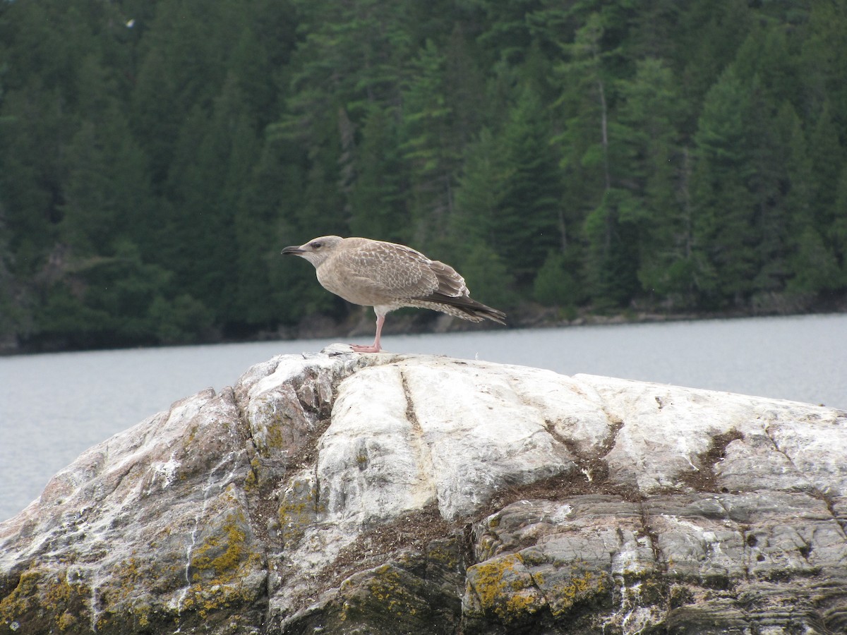 Herring Gull - ML114500121