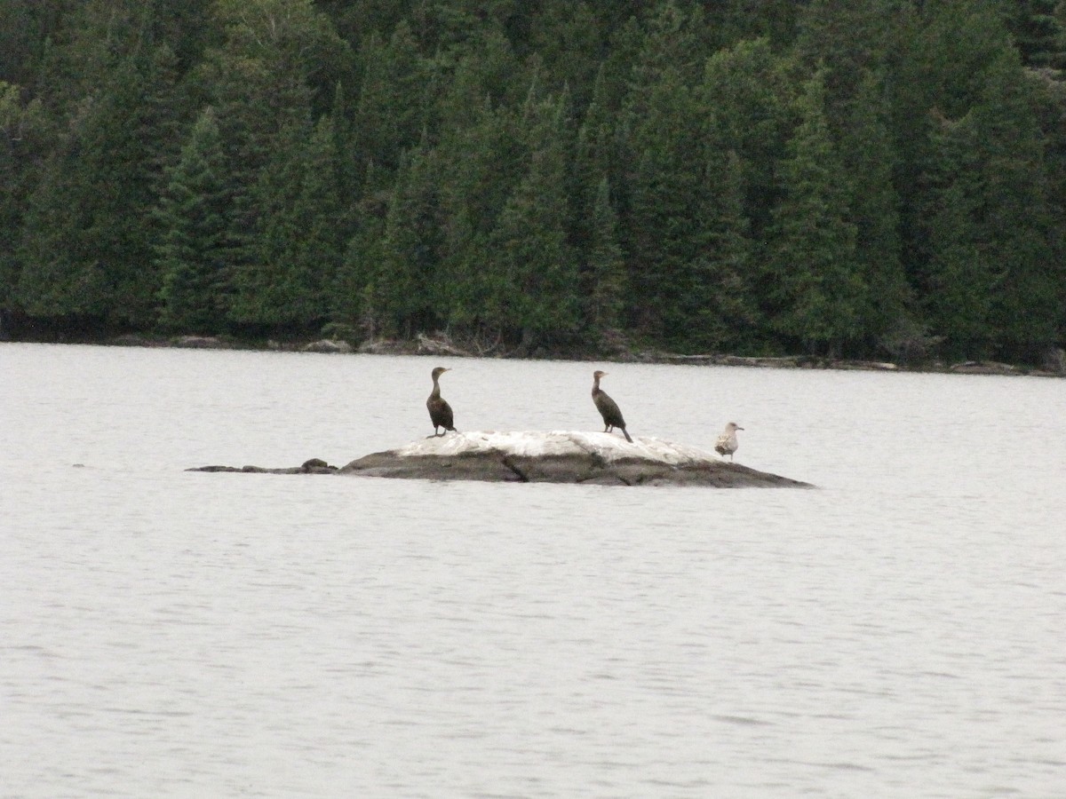 Double-crested Cormorant - ML114500251