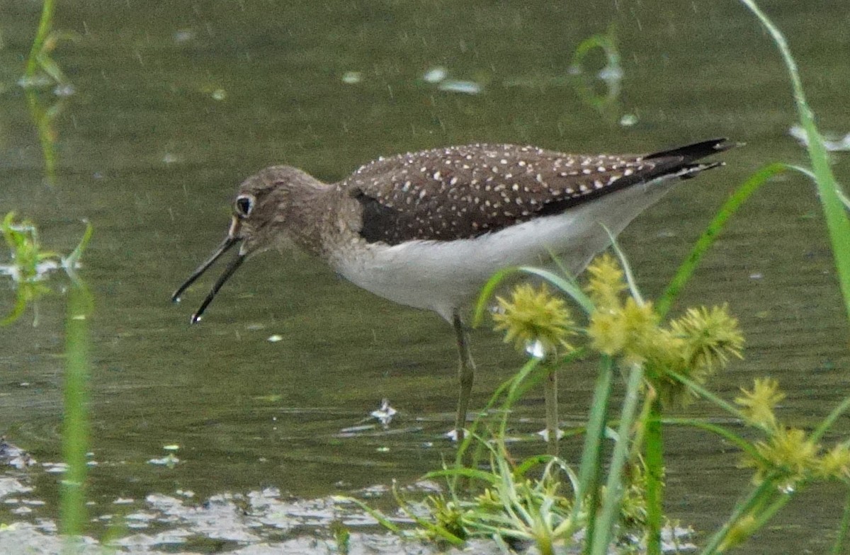 Solitary Sandpiper - ML114500301