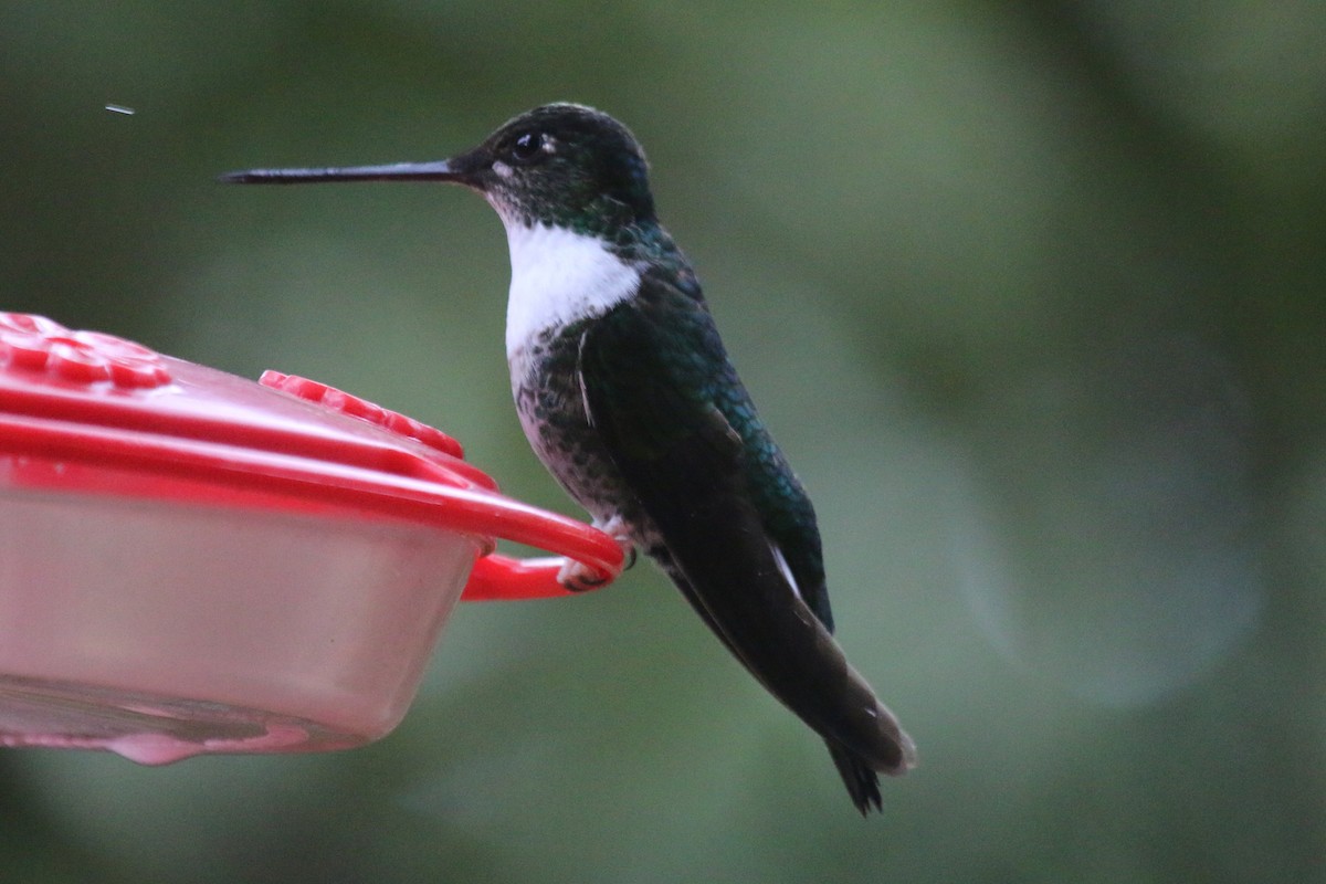 Collared Inca - John Sevenair