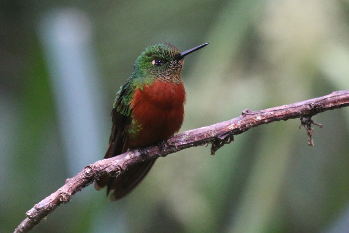 kolibřík peruánský - ML114500601