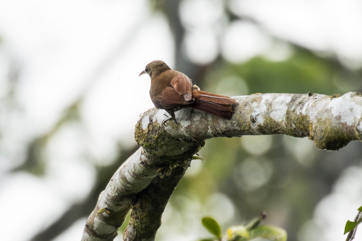 Inambari Woodcreeper - ML114500621