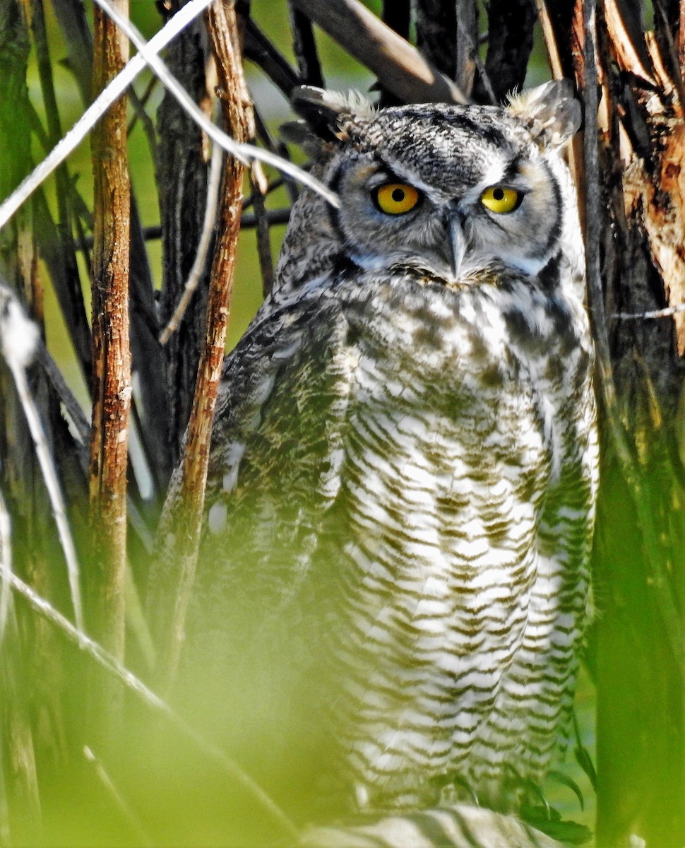 Great Horned Owl - ML114500741
