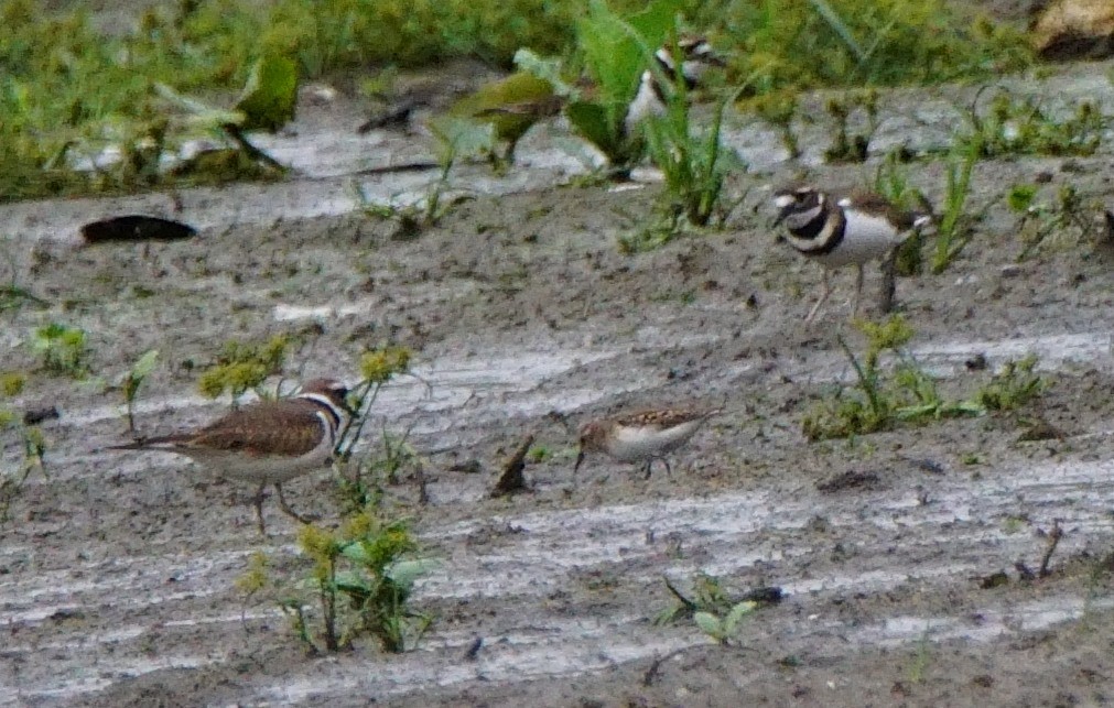 Least Sandpiper - Dennis Mersky