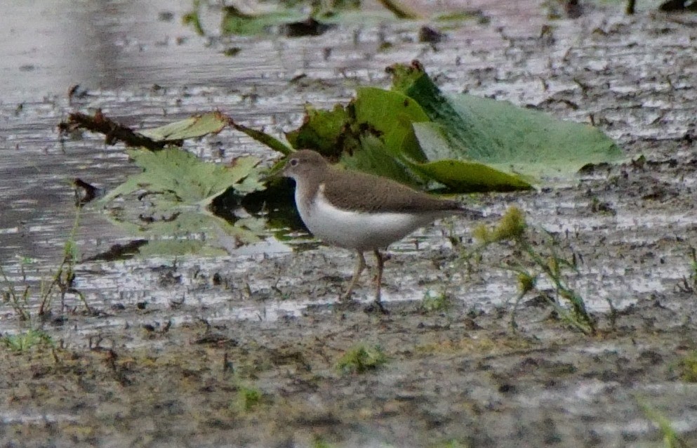 Spotted Sandpiper - ML114501171