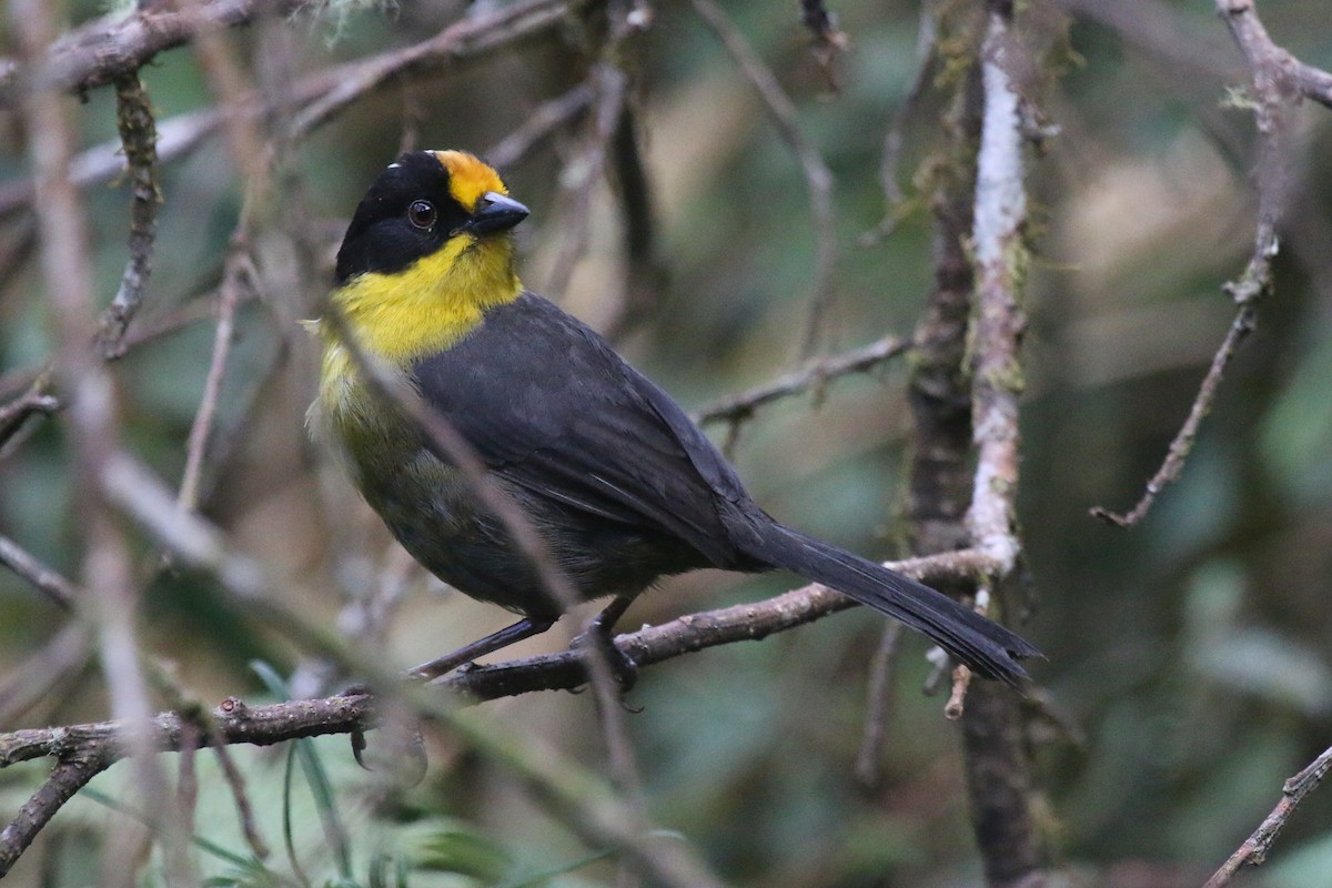 Pale-naped Brushfinch - ML114501241