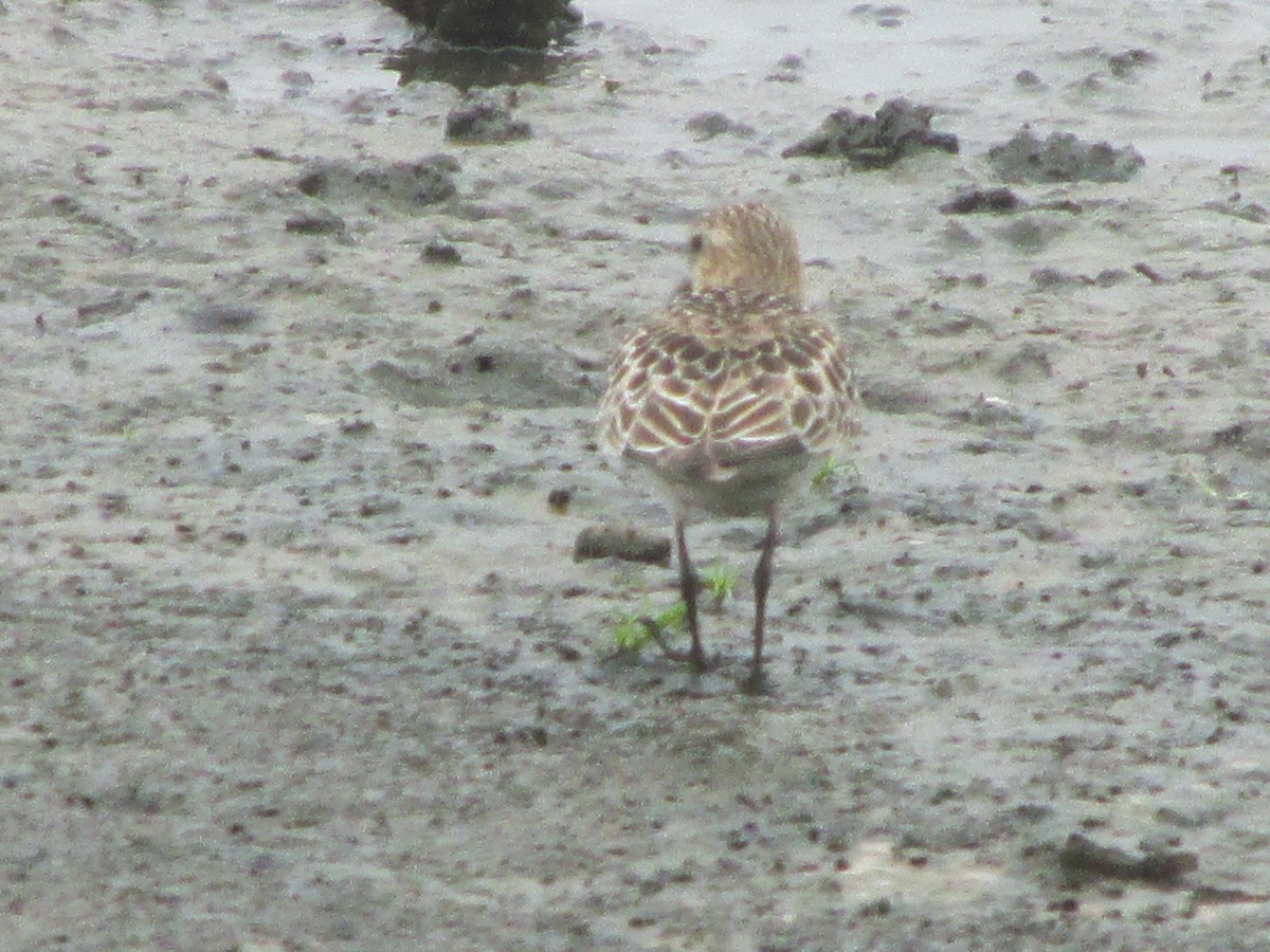 Baird's Sandpiper - ML114502231