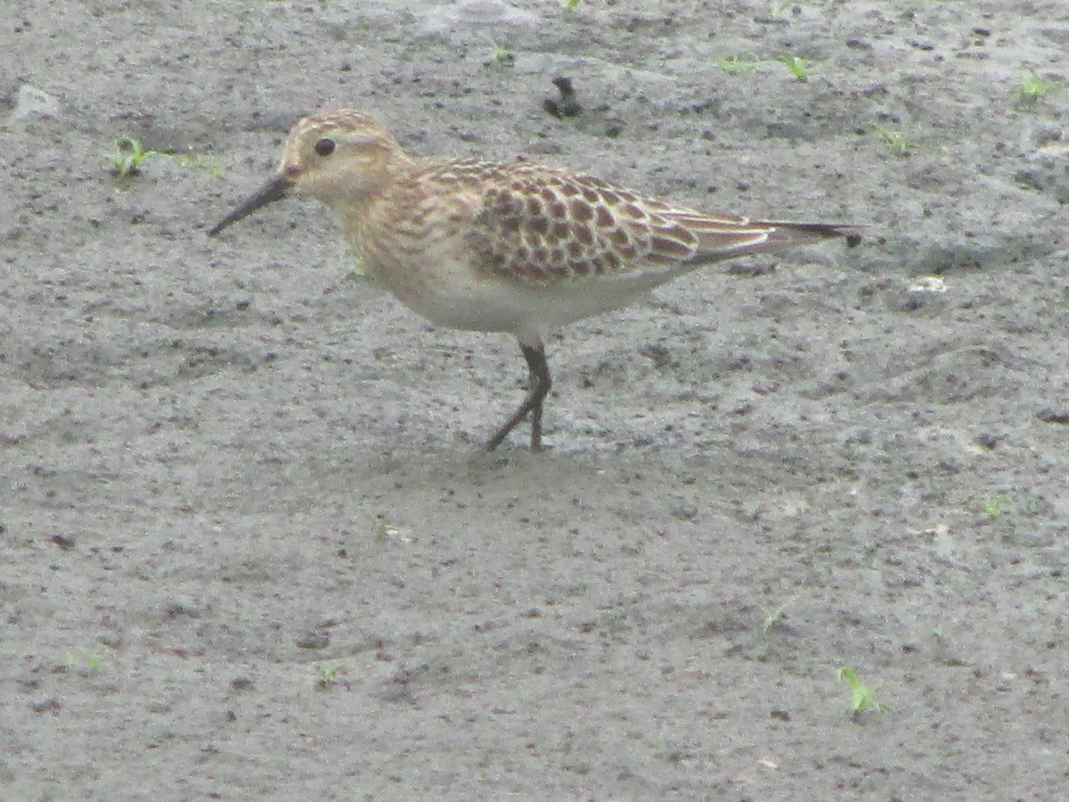 Baird's Sandpiper - ML114502241