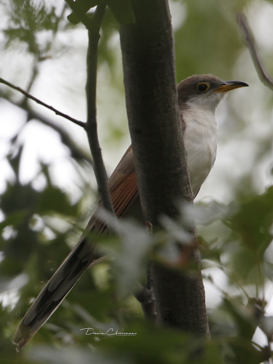 Yellow-billed Cuckoo - ML114502361