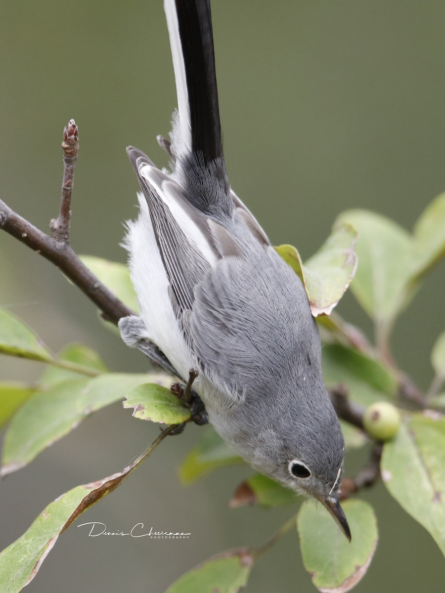 Blue-gray Gnatcatcher - ML114502451