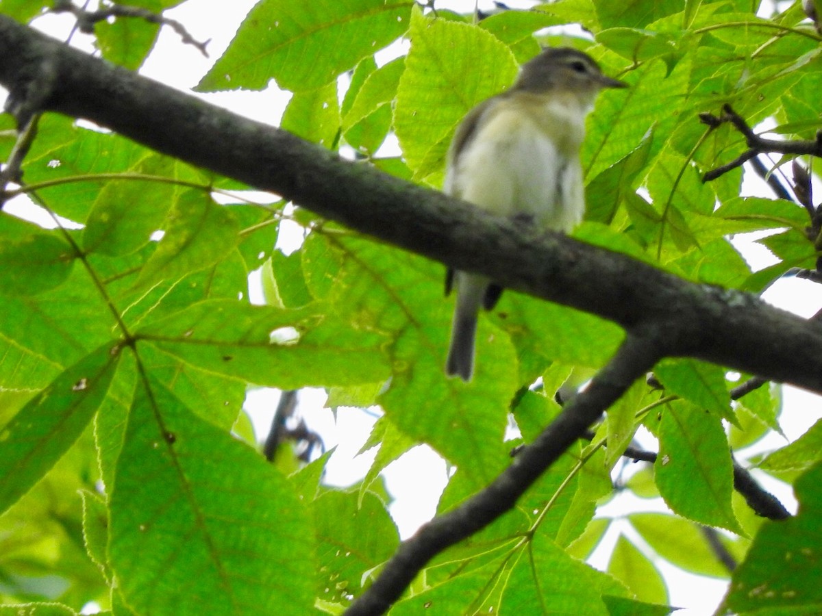 Warbling Vireo - ML114503531