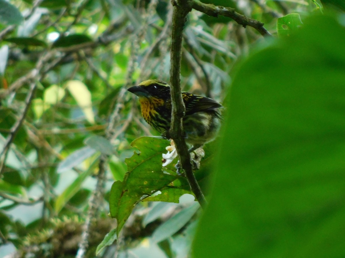 Gilded Barbet - ML114504451