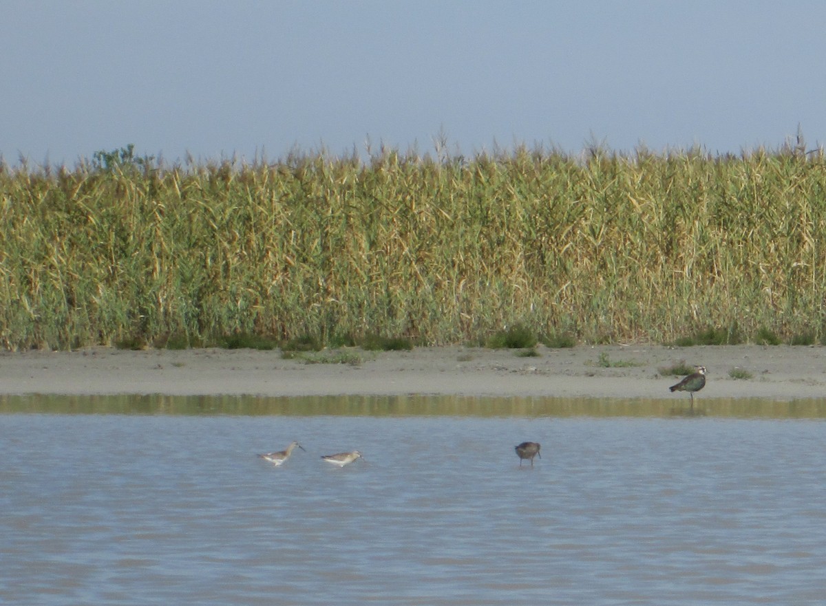 Curlew Sandpiper - Tamas Zeke