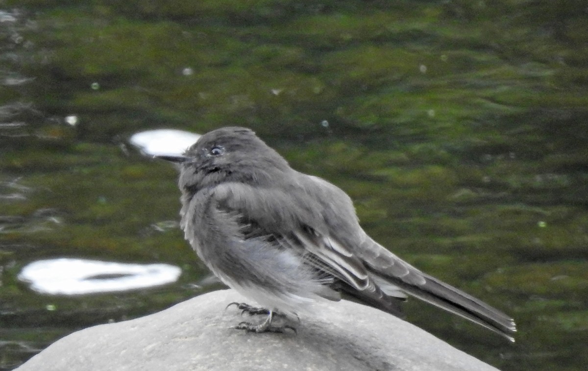 Black Phoebe - Jim Scott