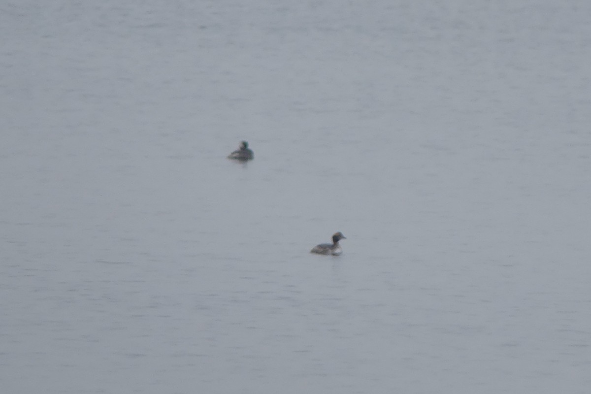 Horned Grebe - Brian Jones