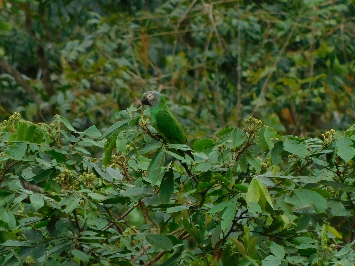 Dusky-headed Parakeet - ML114504871