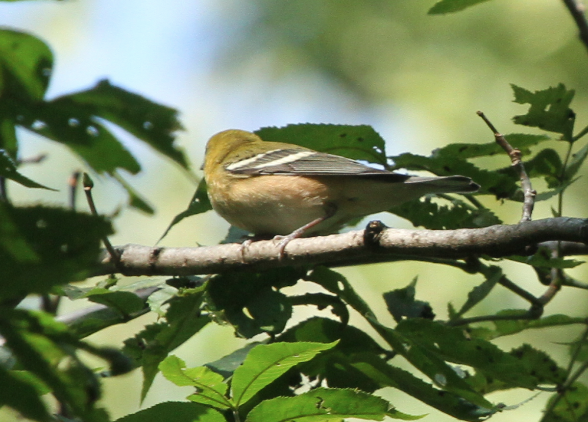 Bay-breasted Warbler - ML114504891