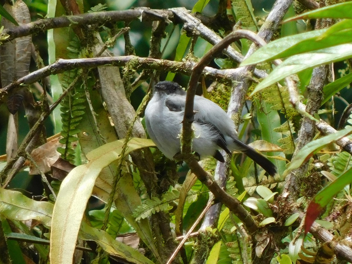 Torrent Tyrannulet - ML114505131