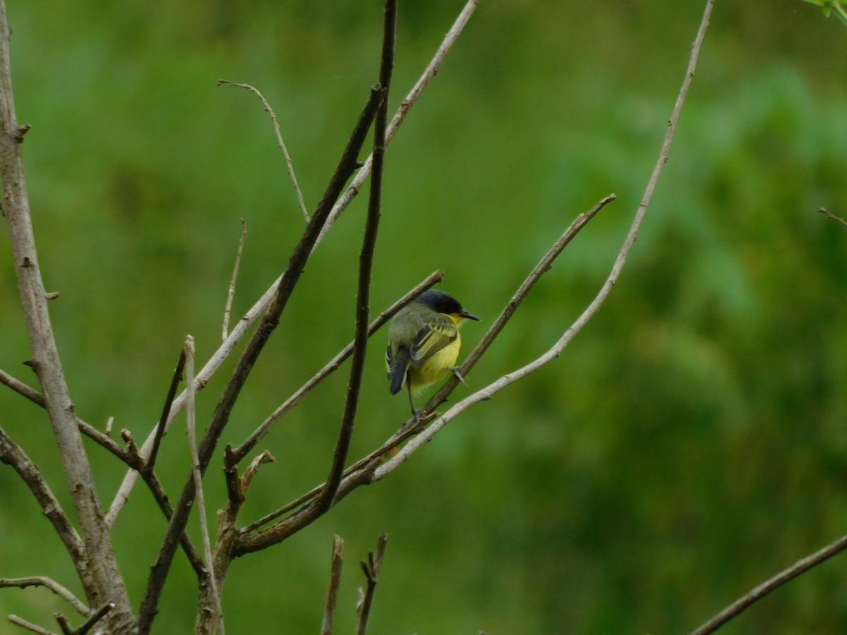 Common Tody-Flycatcher - ML114505521