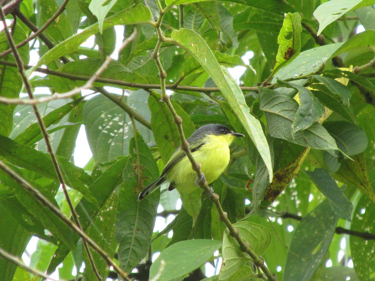 Common Tody-Flycatcher - ML114505891