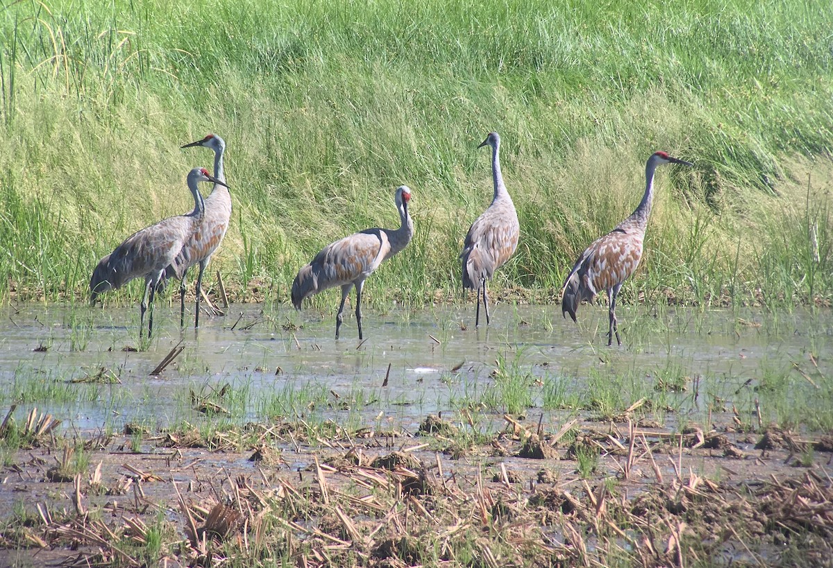 Sandhill Crane - ML114505931