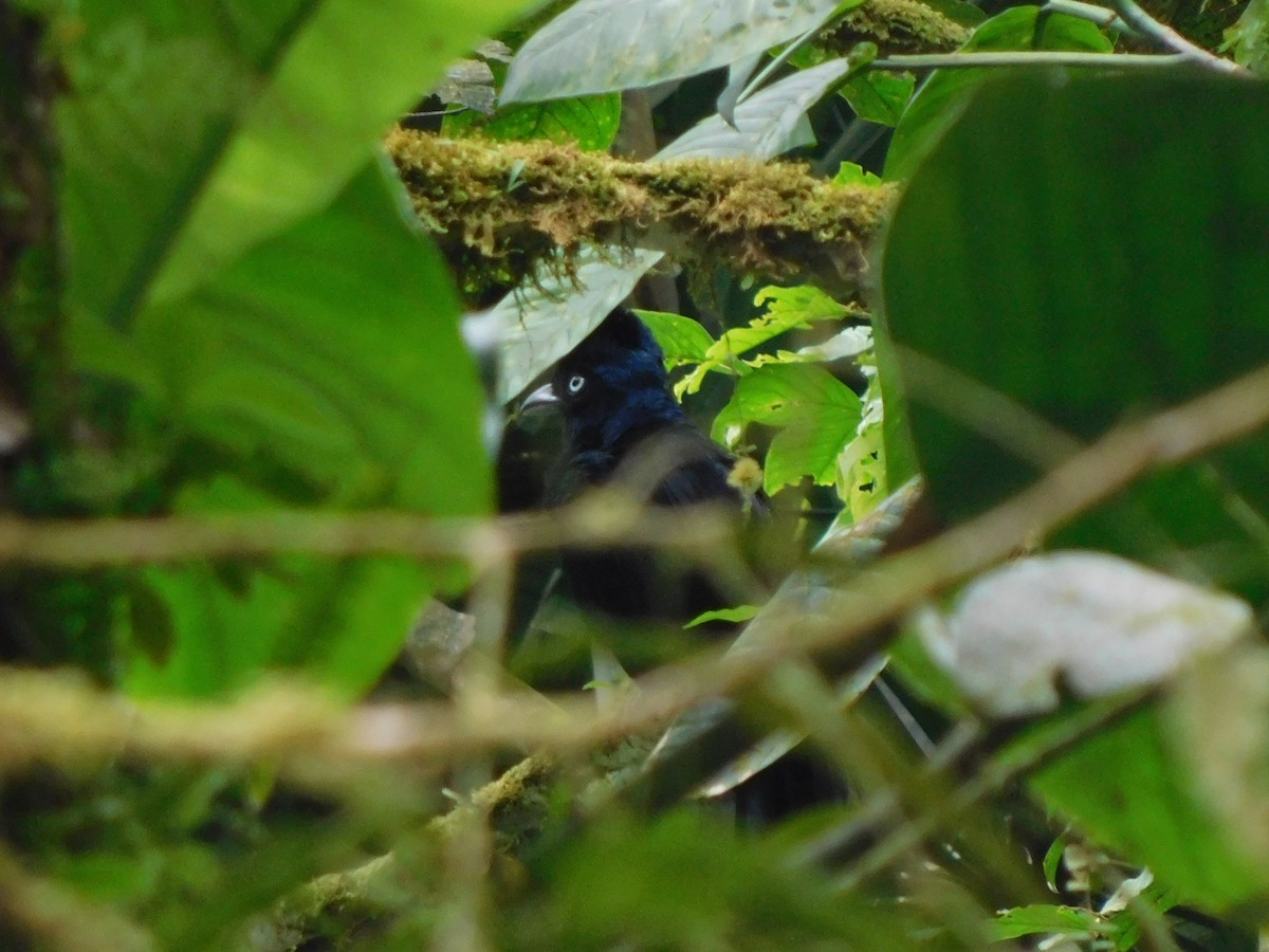 Amazonian Umbrellabird - ML114506241