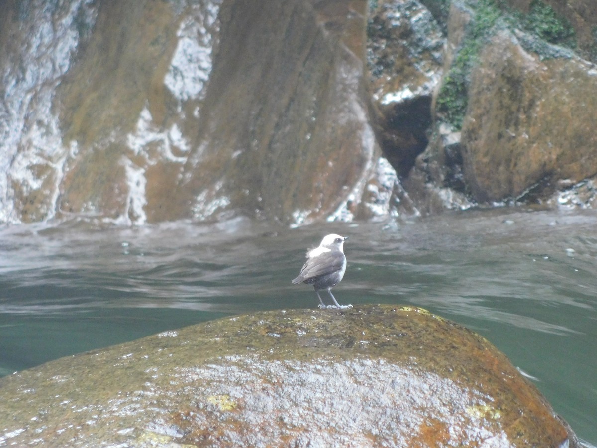 White-capped Dipper - ML114507051
