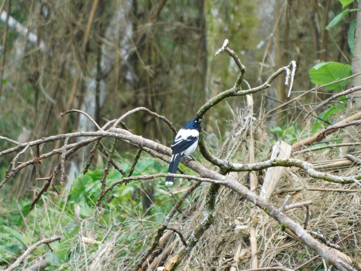 Magpie Tanager - ML114507181