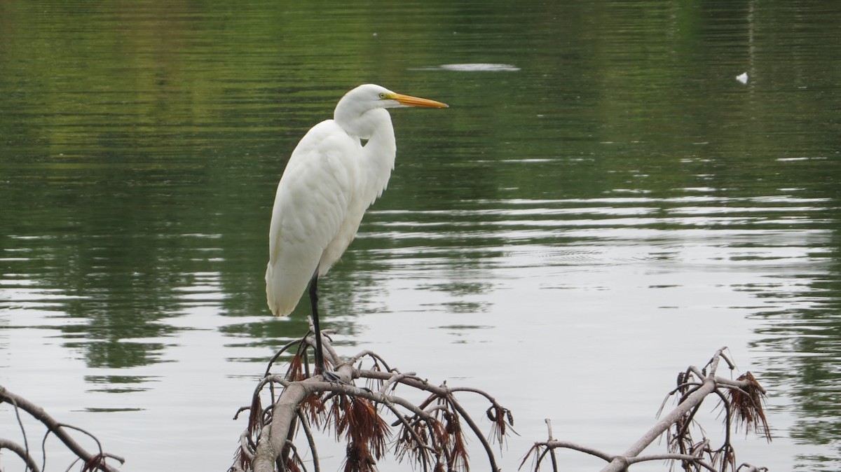 Great Egret - Peter Gagarin