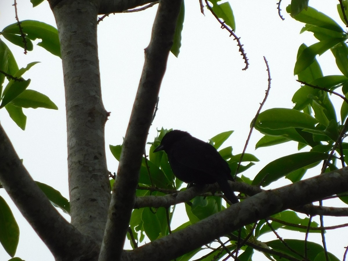 White-lined Tanager - ML114507691