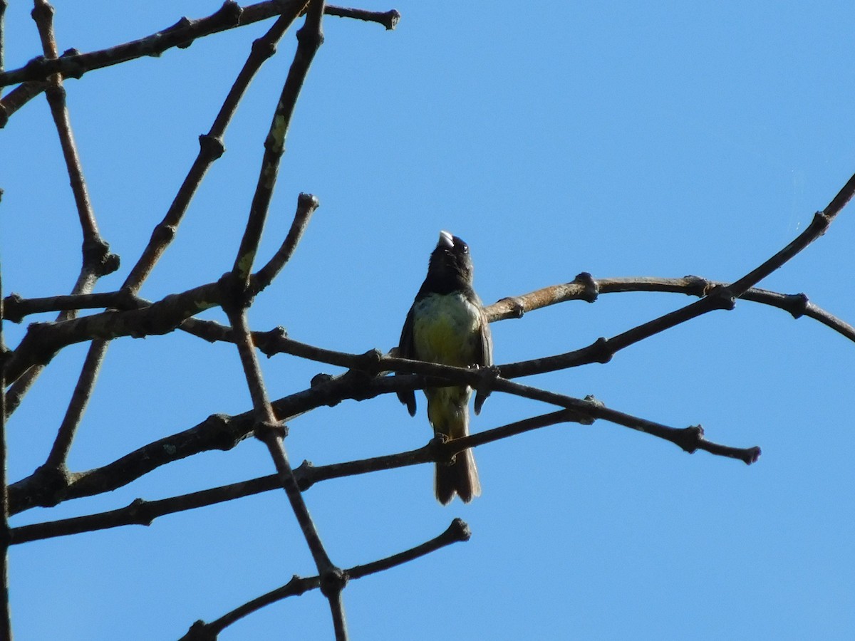 Yellow-bellied Seedeater - ML114508061