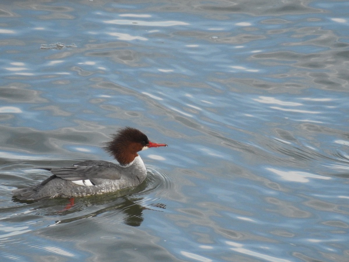 Common Merganser - ML114508111