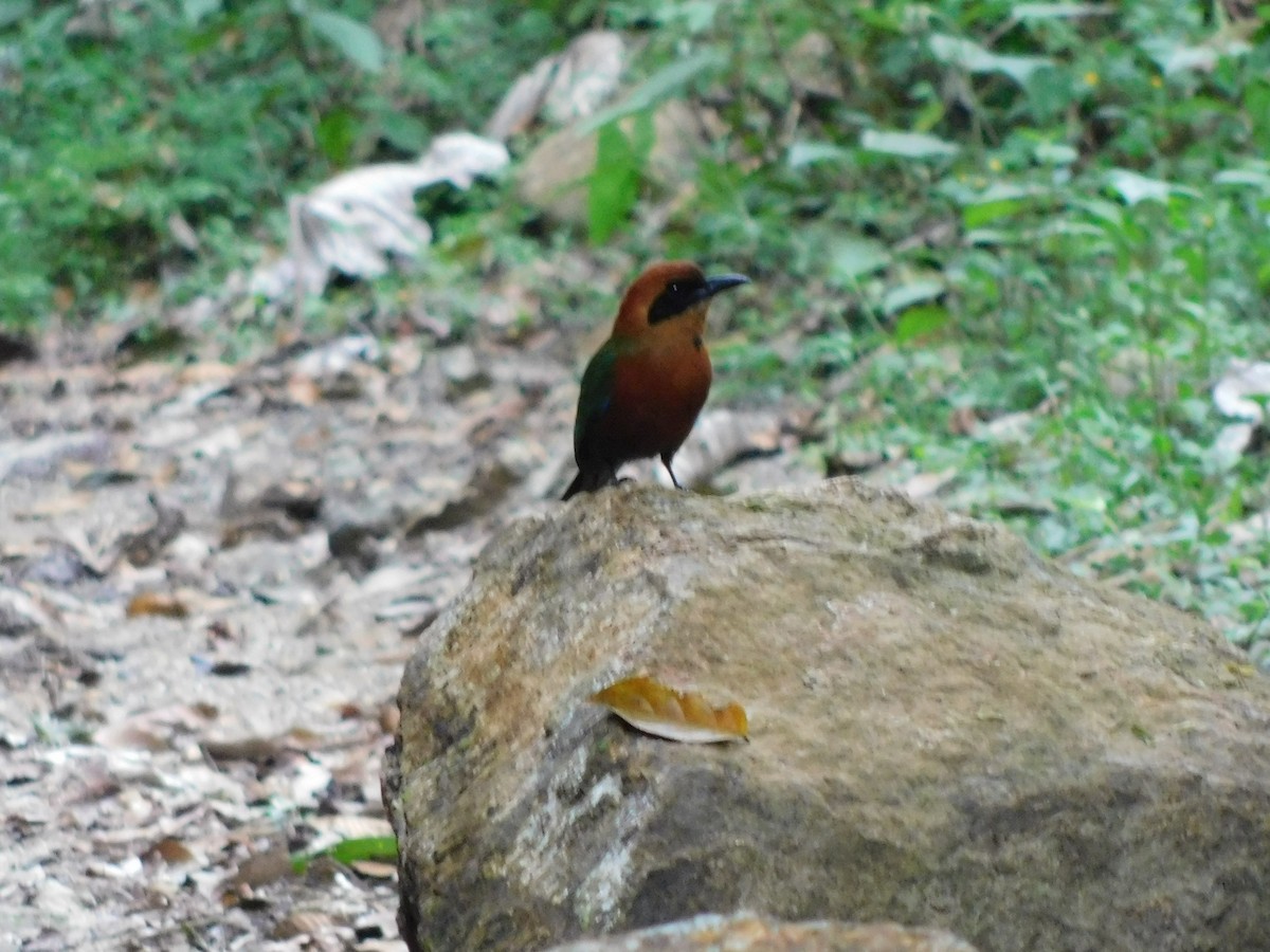 Rufous Motmot - ML114508431