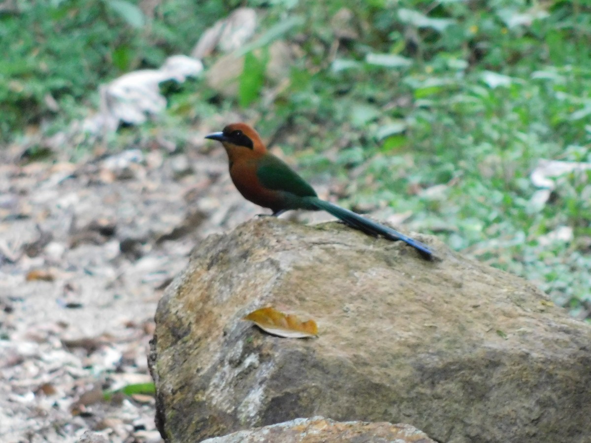 Rufous Motmot - ML114508471