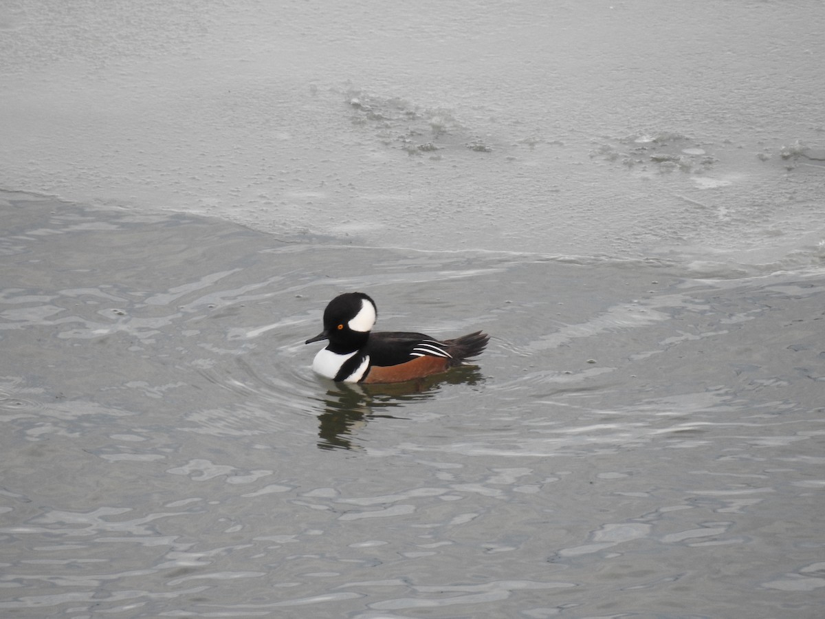 Hooded Merganser - ML114508521