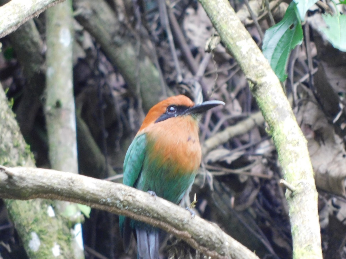 Broad-billed Motmot - ML114508971