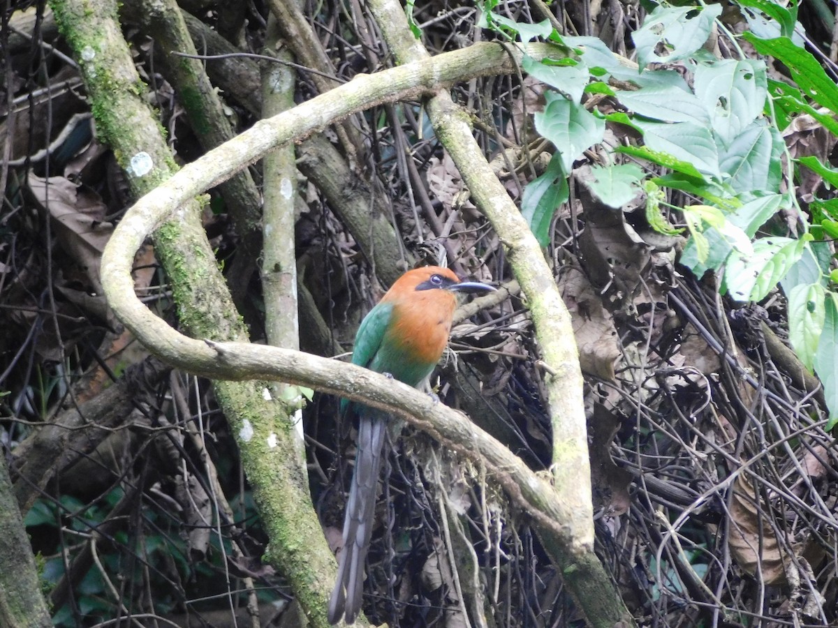 Broad-billed Motmot - ML114508981