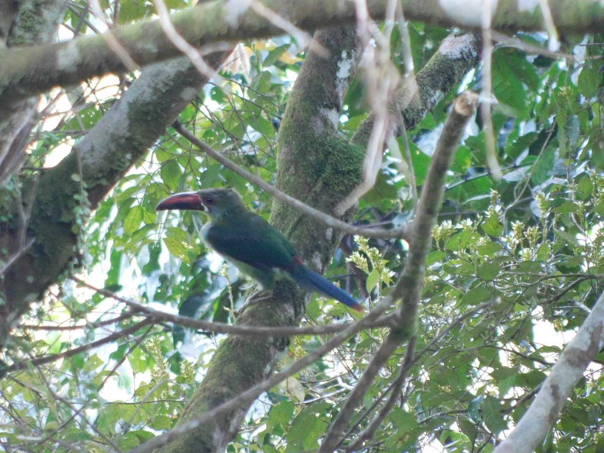 Crimson-rumped Toucanet - ML114509321