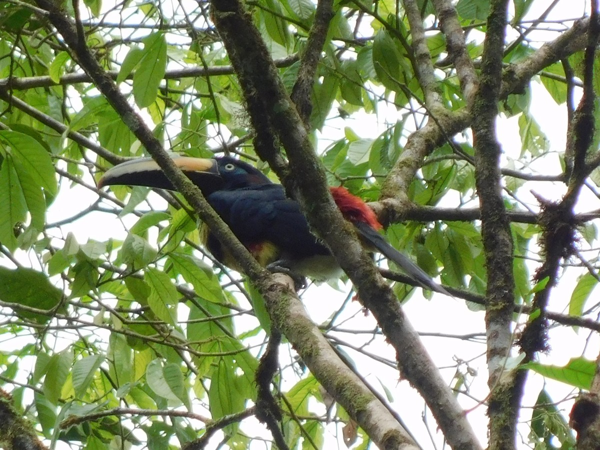Many-banded Aracari - ML114509531