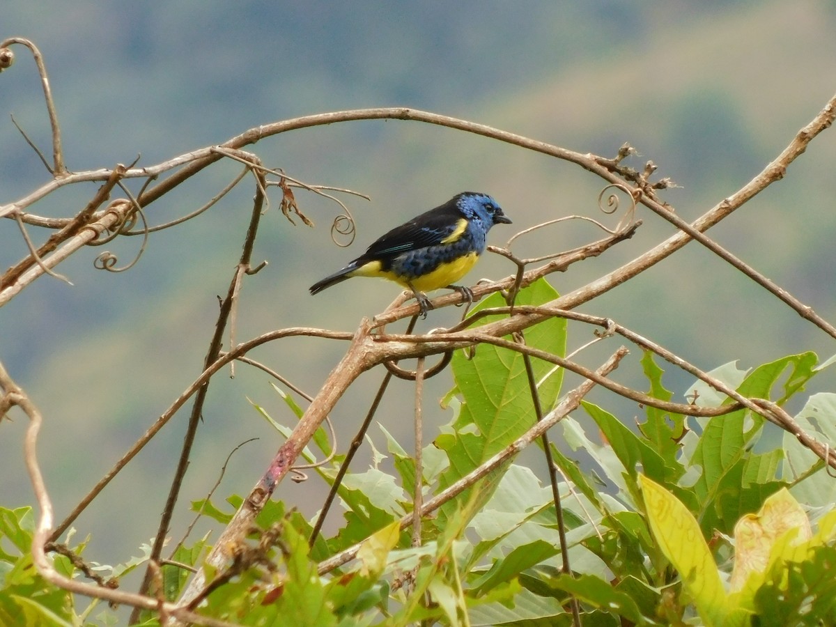 Turquoise Tanager - ML114509881